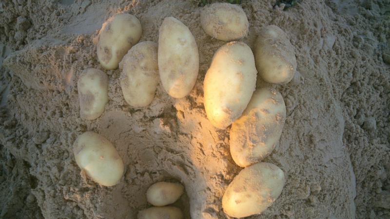 vente Recherche clients en fruits et L�gumes 