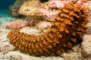 vente POISSONS SALES et CONCOMBRE de MER  SECHES