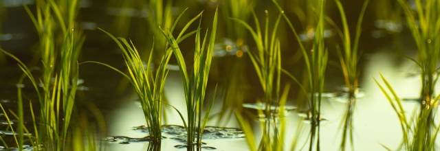 vente Son de riz Stabilis� production France