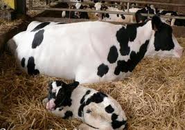  demande conseil Elevage de vache et production de lait au Maroc