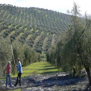 vente Huile D�olive Vierge Extra  Vari�t� et Qualit�  
