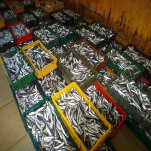 vente offre de poisson