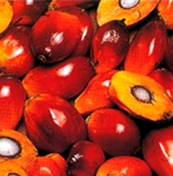 vente Huile de palme brut et autres produits d�riv�s
