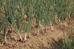 vente fruits et legumes de Madagascar