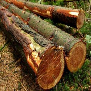 vente exploitation du bois de pieds