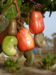vente Vent Anacarde