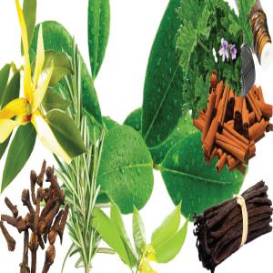 vente Vente en gros d'Huiles essentielles de Madagascar