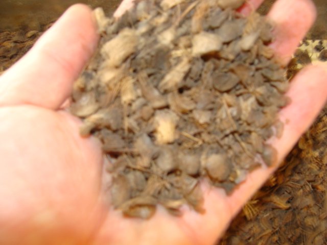 vente Biomasse: Coque de Palme (Palm Kernel Shell)