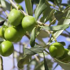vente huile d'olive tunisienne