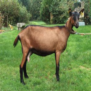 achat chevre alpine