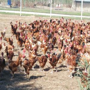vente Vente de volailles,agneaux,veaux,ch�vre et lapin