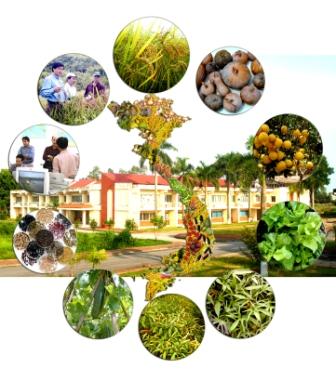 vente TOUT TYPE DE RIZ VIETNAMIEN