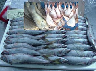 vente POISSONS FRAIS ET CONGELER 