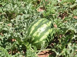 vente Fruit: Past�ques de Tunisie