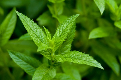 vente Menthe Fra�che