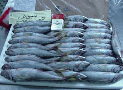 achatRECHERCHE DE POISSONS CONGELES: CHINCHARDS 25+