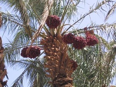 vente DEGLET NOUR BIOLOGIQUES DE QUALIT�