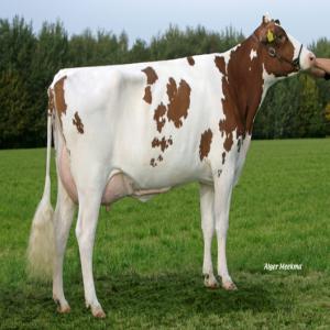 vente Prim Holstein , Flechvieh, Brune