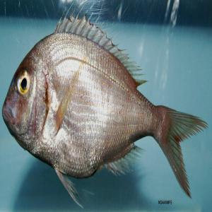 vente POISSONS FRAIS ET CONGELES EN MAURITANIE