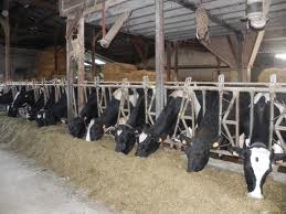 vente Agneaux  et vache holstein plein