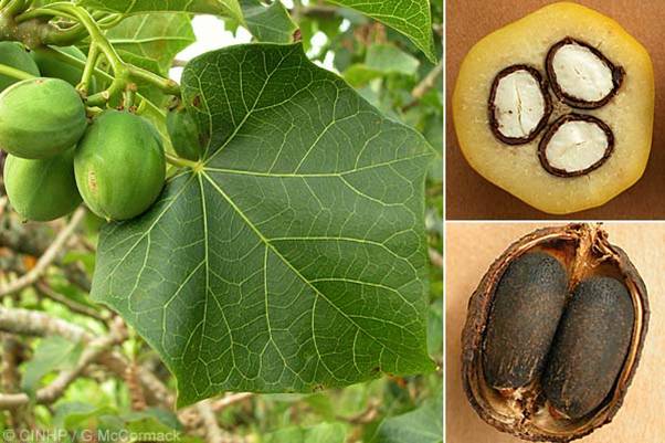 partenaire Production de jatropha au B�nin pour esportation.