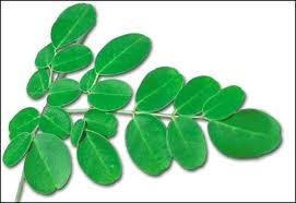 partenaire partenaire pour production Moringa Tunisie