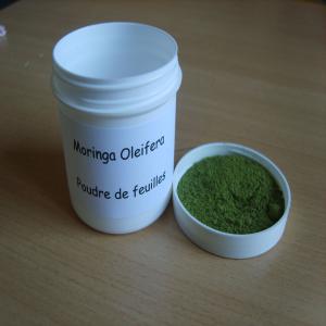 vente Moringa  Oleifera