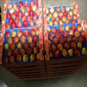 vente Pomme Golden, Gala, Gloster, Mutsu , Idared