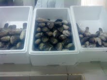 vente poulpe calamar gambass tigr� poissons disponible