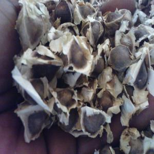 vente Vente des graines de moringa