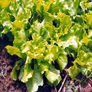 vente Fruits et l�gumes collect� chez les producteurs