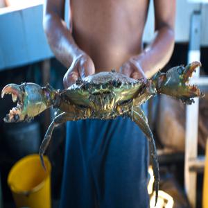 vente crabe de madagascar