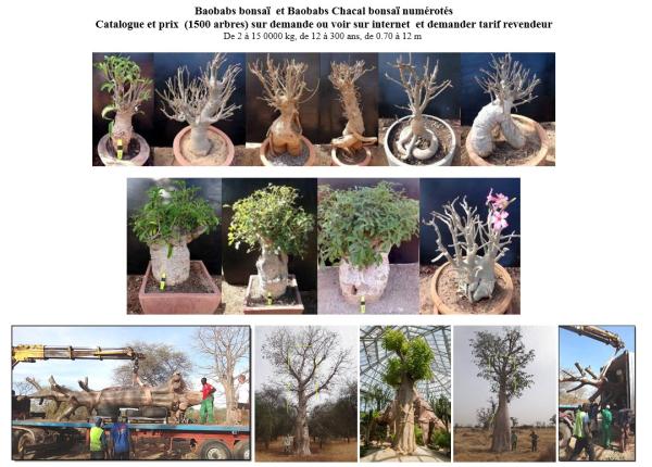 image 2 vegetaux d ailleurs
