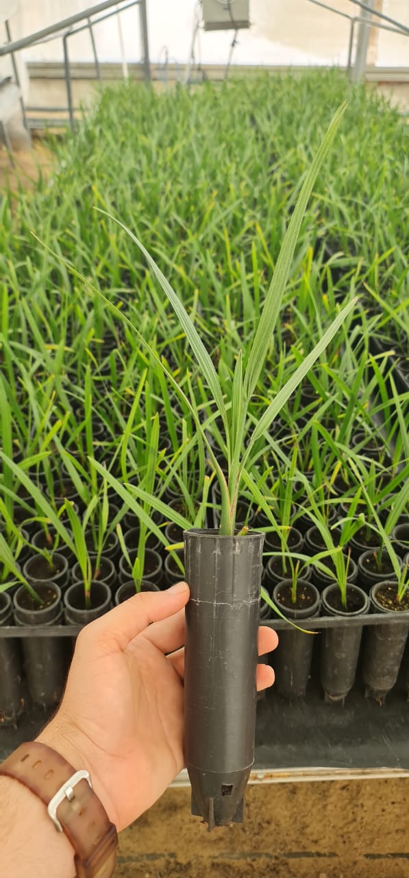 image 1 EFC PLANTS