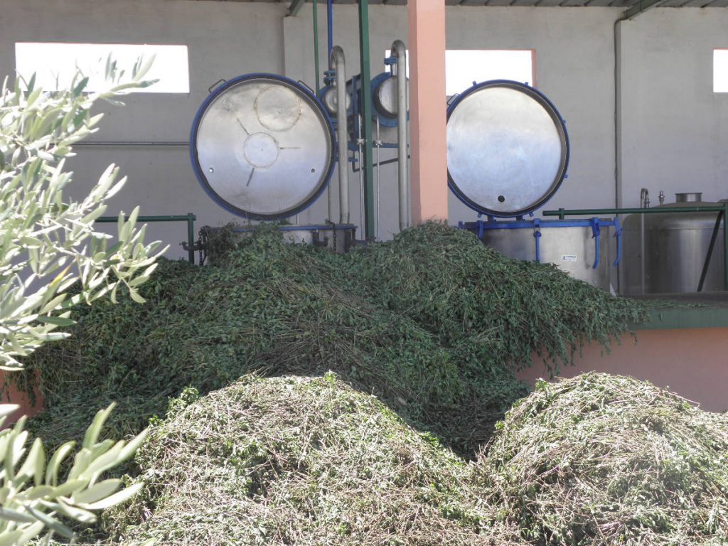 image 4 HARAS CHADID