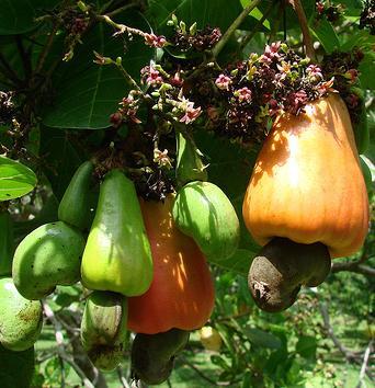 comment planter noix de cajou