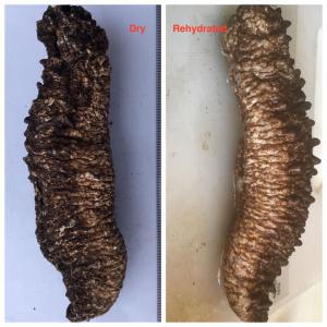 sea cucumber 25 à