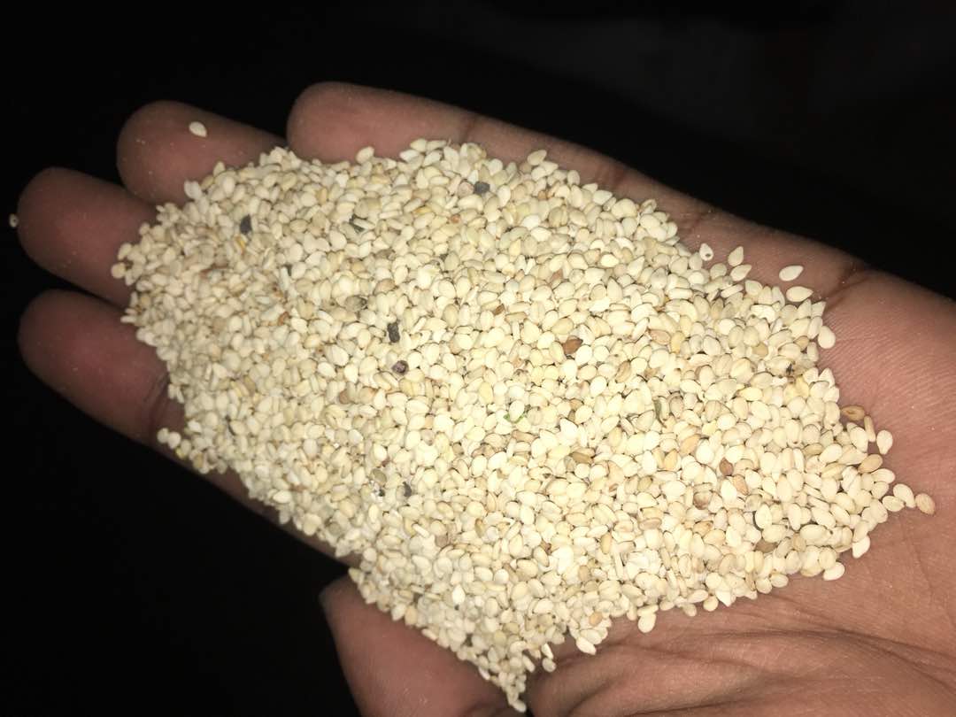 SUDANESE WHITE SESAME 1500 50 kg bag 500 tons Malaysia
