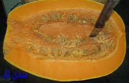  Citrouille De Haute Qualité Maroc Zemmour Zair - fruits et légumes on a dispositionde la citrouille haute qualité dans le marché marocain. pas encore stocké,  mais bientot sera la récolte!--pour toute information contactez moi,  on exporte ce genre de citrouille vers l'europe à prix très motivant.--on sait tous que la citroui