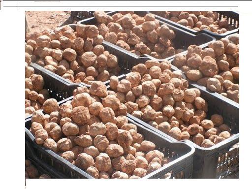  Truffes Algériennes Disponibles - champignon levure société algérienne d'exporter de truffes à la recherche d'un client européen----  prix ​​de 85 euros le kilo----nous pouvons fournir de grandes quantités