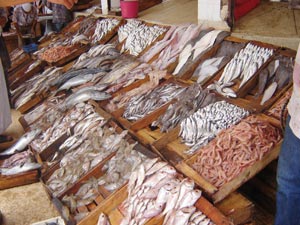  Poisson Frais - poissons je suis un grossiste en poisons de touts sorts  ,  dans la ville tan tan la quality du poisson connus et leur just prix -- j recherche a des clients --si quelle qu un interessé  -- contactez moi au telephone ou par email 