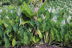  Fruit Et Legumes De Polynésie Française - fruits et légumes a vendre-- tubercule taro,  fruit de l'arbre à pain,  fruit   ananas,  papaye,  mangues.... ,  légumes  carotte,  concombre,  choux,  salade ....--nettoyés,  découpés,  conditionnement (sous vide ou vrac ) ------