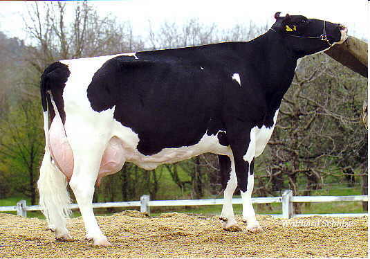  Genisses Pleines Et Veaux D'engraissement - animaux vivants une grande société allemande de betail avec filiére au maroc a la ville de meknes, on fait la vente des genisses pleines de races-holstein, brune suiss, fleckvieh simmental et montbeliard.ainsi des veaux d'engraissement-charolais, limousin...--nos prix sont trés interessant e