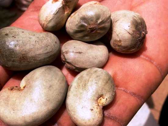  Exportateur De Noix De Cajou - fruits secs et graines grillées nous cherchons partenaires s&eacute;rieux en vue de signer avec eux pour la traite de la noix de cajou qui d&eacute;butera en mars 2013,  possibilit&eacute; de me rendre dans le pays de l'acheteur pour n&eacute;gociation.le prix &agrave; l'export sera connu &agrave; la fixation du prix national.pas s