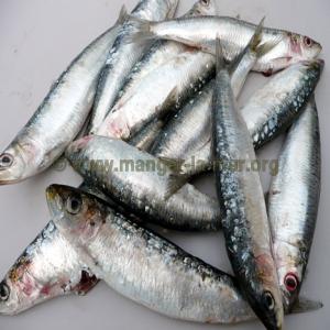  Sardine Fraiche - poissons je recherche de la sardine fraiche de mediterrannee ou d'atlantique conditionnement en caisse polystirène dans l'eau 