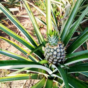  Vente Ananas Md2 Ou Costa Rica - fruits et légumes  md2 ou costa rica provenance cote d'ivoire date de production mars 2020 nous recherchons des partenaire europeens 