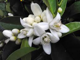  Huile Essentielle De Neroli - huiles distillateur tunisien d'huile essentielle .--dispose de 30 kg de neroli et 40 kg de geranium et d'autres.--possibilité de distiller grande quantité sur demande.