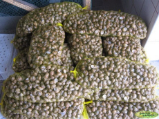  Escargot Helix Aspersa - animaux vivants vends pour export,  escargots helix aspersa maxima ,  disponible de suite,  toute quantité en filets ou en caisson. --
