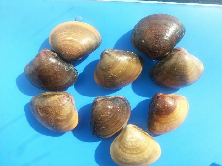  Cherche Des Palourds Vivants - coquillage crustacé notre compangnie est à la recherche la poulourde(meretrix meretrix linnaeus) dans n'importe de quel pays.si vous avez ce produit,  envoyez moi votre offre dans ma boitre des eamils.