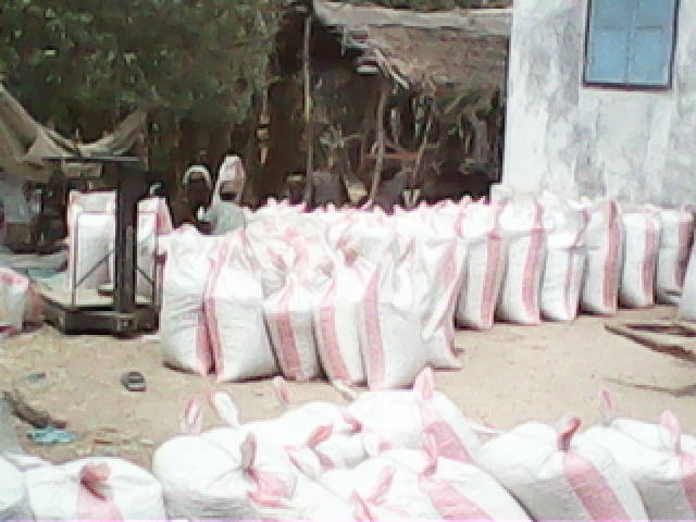  Pois De Cap Haricot Et Oignons De Madagascar - fruits secs et graines grillées madagascar.--st&eacute; de collecte et export peut fournir des oignons , calibr&eacute;s &agrave; 42 et plus tri&eacute;s,  secs,  mis en sac filet de 25kg,  aussi- haricot,  pois de cap, ails,  grains secs depuis madagascar--produits pret &agrave; l export.--pois de cap - origine du sud de madagascar--